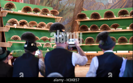 Mittenwald, Deutschland. 9. Oktober 2016. Mitglieder der Jury überprüfen Gamsbaerte (buchstäblich, "Gemsen Bärte"), Haarbüschel traditionell entnommen wie eine Jagdtrophäe Gemsen, eine Ziege-ähnliches Tier allgemein gefunden in den alpinen Regionen in Mittenwald, Deutschland, 9. Oktober 2016. Der 28. Gamsbart-Olympiade schließt Kategorien für dekorative Pinsel von Hirschen, Gämsen und Dachse. Foto: Angelika Warmuth/Dpa/Alamy Live News Stockfoto