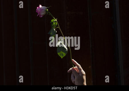 Nogales, Arizona, USA. 9. Oktober 2016. Ein Demonstrant hält eine Blume durch die U.S./Mexico Grenze Wand. Hunderte von Aktivisten trafen sich in Nogales, Arizona und Nogales, Sonora (Mexiko), 7.-10. Oktober an der School of Americas Watch Grenze Encuentro teilzunehmen. Unter anderem denunziert Demonstranten US militärische und wirtschaftliche Politik in Lateinamerika sowie die Militarisierung der Grenzen und die Behandlung von Migranten. Graham © Charles Hunt/ZUMA Draht/Alamy Live-Nachrichten Stockfoto