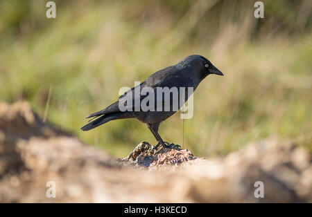 Richmond Park, SW-London, UK. 10. Oktober 2016. Crow gegen Herbstfärbung. Bildnachweis: Malcolm Park/Alamy Live-Nachrichten Stockfoto