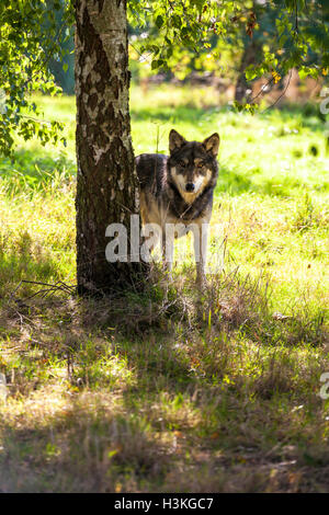 North American grauer Wolf, Canis Lupus, Jagd im Wald Stockfoto