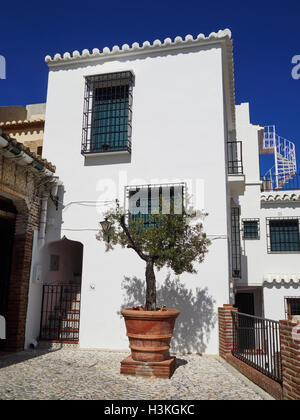 Stadthaus im maurischen Dorf Frigiliana, Malaga, Andalusien, Spanien, mit einem Olivenbaum, der in einem großen Topf wächst. Stockfoto