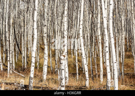 Viele kleine Aspen Bäume in einem Wald Stockfoto