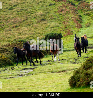 Dartmoor-Ponys im Galopp auf der Heide, wie sie für die jährlichen Verkaufszahlen für Pony Drift aufgerundet werden Stockfoto