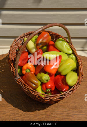 Nahaufnahme der Weidenkorb voller Paprika von hellen Farben im Sonnenlicht. Stockfoto