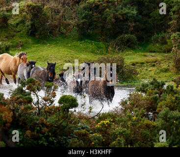 Dartmoor-Ponys im Galopp auf der Heide, wie sie für die jährlichen Verkaufszahlen für Pony Drift aufgerundet werden Stockfoto