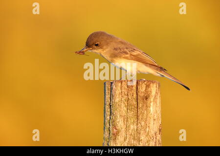 eine östliche Phoebe (Sayornis Phoebe) fangen eine Grille in den Schnabel an einem Herbst-Abend Stockfoto