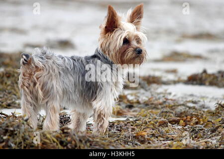 Ein Yorkshire-Terrier stehend auf dem Sand Ejoying einen Tag am Strand Stockfoto