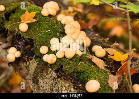 Spektakuläre Pilze im bunten Herbstwald in Mont-Tremblant Nationalpark-Kanada. Stockfoto