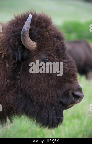 Amerikanische Bisons (Bison Bison) Erwachsene, Kopf Ansichten, Fort Custer State Park, S. Dakota USA Stockfoto