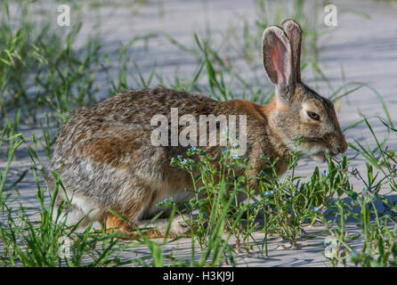 Erwachsener östlichen Cottontail Kaninchen (Sylvilagus Floridanus) ernähren sich von Gräsern, South Dakota, USA Stockfoto