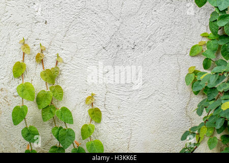 Efeu Pflanzen wachsen auf Wand Stockfoto