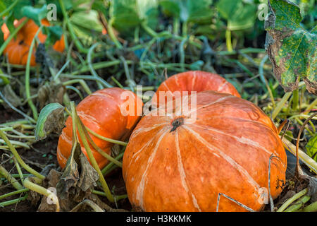 Pumpkin Patch Bauernhof Serie - frische und große gut gewachsenen Kürbis in Feld 3 erntereif Stockfoto