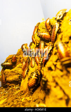 Zischen Kakerlaken Schabe Befall der Madagaskar zischende Schabe (Gromphadorhina Portentosa) Insekten riesige Kakerlaken Stockfoto