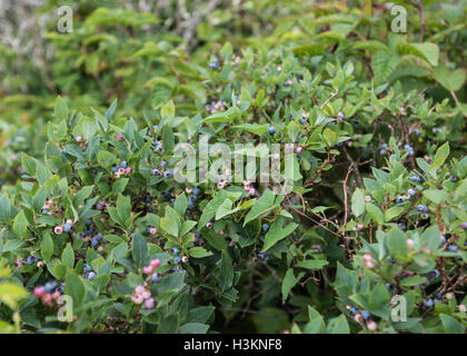 Wilde Blaubeeren Reifung auf Bush im Spätsommer Stockfoto