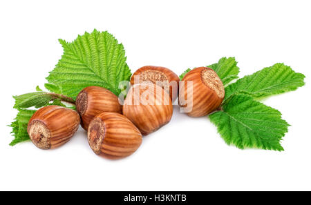 HaselnГјsse Hasel-Nüssen mit Blatt auf weißem Hintergrund Stockfoto