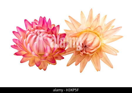 Getrocknete Flowers.Straw Blumen oder ewig isoliert auf weißem Hintergrund. Stockfoto