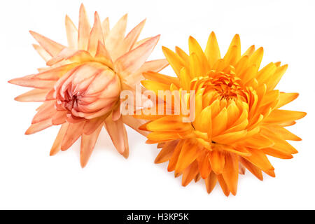 Getrocknete Blumen Stroh Blumen oder ewig isoliert auf weiss Stockfoto