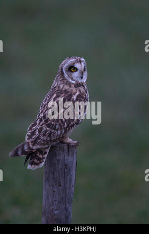 Sumpfohreule / Sumpfohreule (Asio Flammeus) in der Abenddämmerung in der letzten Dämmerung, thront auf einem hölzernen Zaun Pfahl, Jagd. Stockfoto