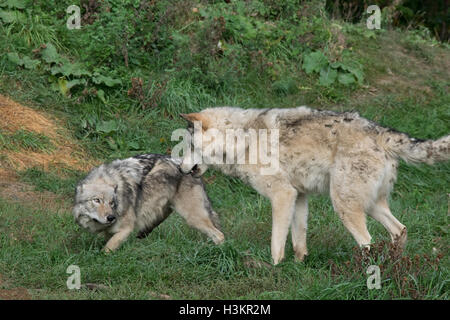Ein paar Timber Wölfe im Ecomuseum, Quebec. Stockfoto