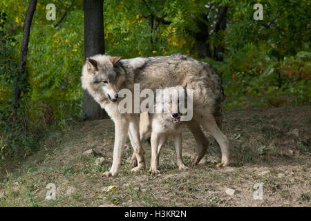 Ein paar Timber Wölfe im Ecomuseum, Quebec. Stockfoto