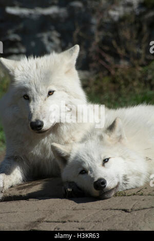 Arktische Wölfe, junge und Erwachsene. Stockfoto
