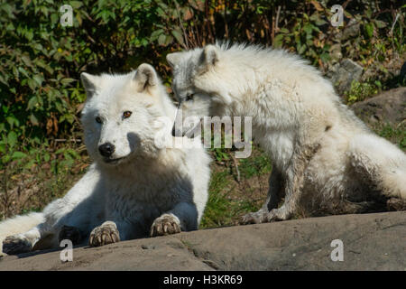 Forellensee bei Omega Park, Québec. Stockfoto