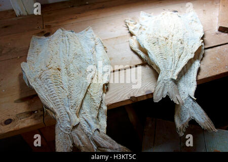 Stockfisch-Fischfilets angelegt auf einem Tisch in der Sonne getrocknet Stockfoto