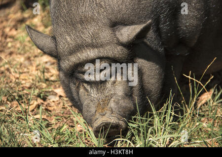 Hippodrom von Belgrad, Serbien - A vietnamesische dickbäuchige Schwein benannte Vasilije Maskottchen der Pferdesport Club-Belgrad Stockfoto