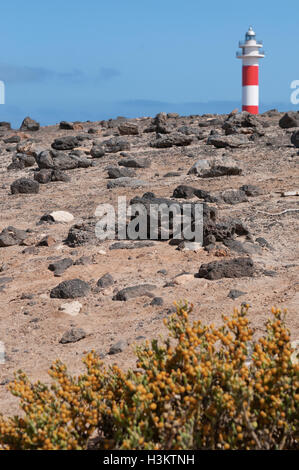 Fuerteventura: Felsen und Vegetation mit El Tostón Leuchtturm (Faro de Tostón oder El Cotillo Leuchtturm) Auf dem Hintergrund Stockfoto