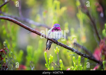 Annas Kolibri - Calypte anna Stockfoto