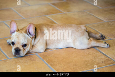 Französische Bulldogge Welpen - Canis Lupus familiaris Stockfoto