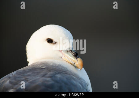 Nördlichen Fulmar (Fulmarus Cyclopoida) ruhen, Fair Isle, Shetland Stockfoto