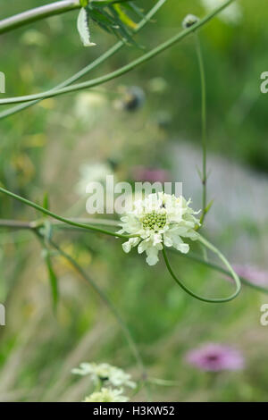 Cephalaria Gigantea. Riesige Witwenblume Blume in einem englischen Garten