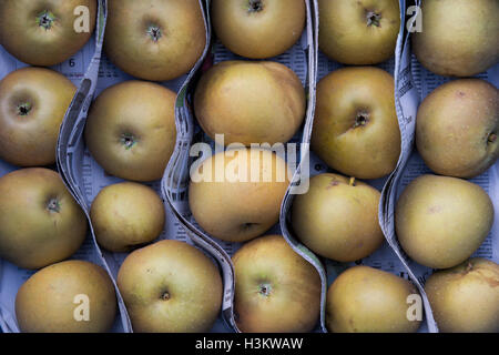 Malus Domestica. Verzehr von Äpfeln zwischen Zeitung in einer Schale über Winter Muster speichern Stockfoto