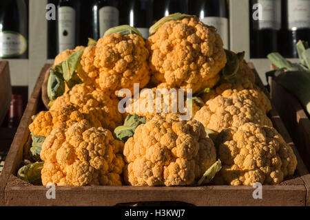 Gelb oder Orange Blumenkohl Köpfe zum Verkauf am Marktstand. Stockfoto