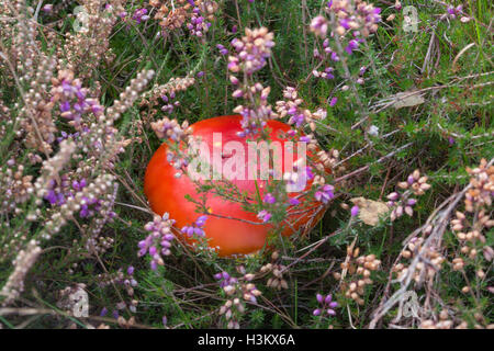 Fly agaric (Amanita muscaria) Fliegenpilz, im Moor Lebensraum in Surrey, Großbritannien Stockfoto