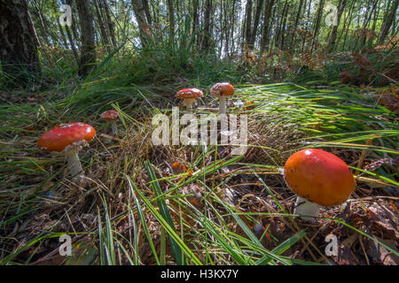 Gruppe von roten und weißen Fliegenpilz (Amanita Muscaria) Fliegenpilze im Wald Lebensraum Stockfoto