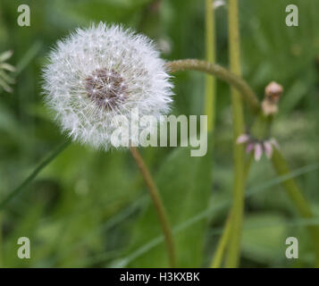 Weiße Löwenzahn wächst in einem Feld im Frühjahr. Makro-Foto von Samen, die bereit sind, zu fliegen. Stockfoto