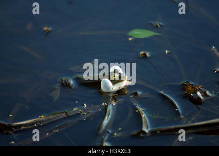 Quakenden Frosch in einem Sumpf Stockfoto