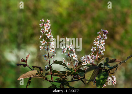 Dekorative Apfelbaum Blüte mit Raupe Stockfoto
