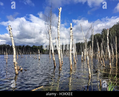 Birken im überfluteten Wasser steht in der Nähe von See Stockfoto