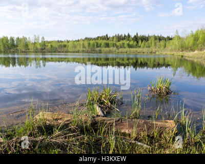 Ein Protokoll am Ufer des Sees Wald Stockfoto