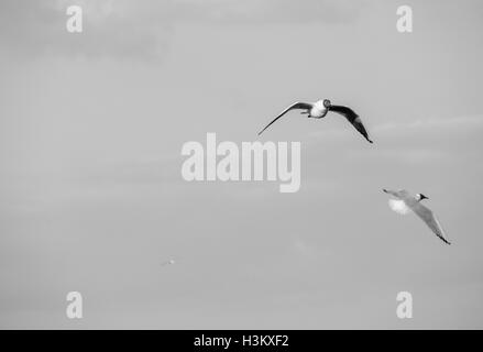 Möwen im Flug am grauen Himmel Stockfoto