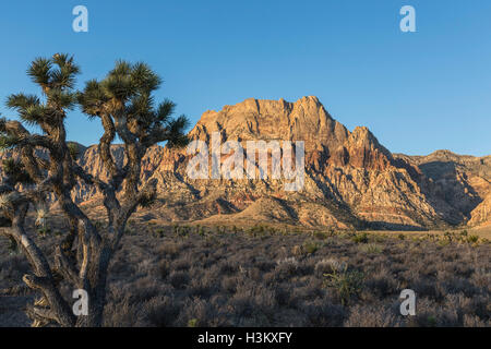 Morgendämmerung auf Mt Wilson im Red Rock Canyon National Conservation Area.  Der beliebte Park ist 20 Meilen von der Innenstadt von Las Vegas Stockfoto