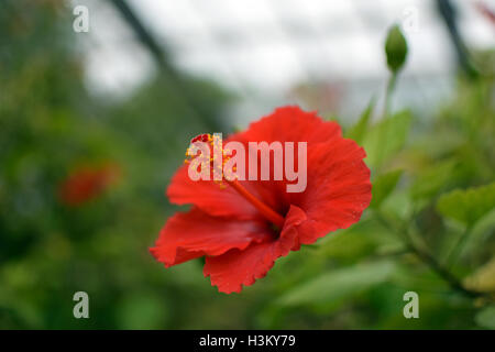 Rote Hibiscus Rosa-sinensis Stockfoto