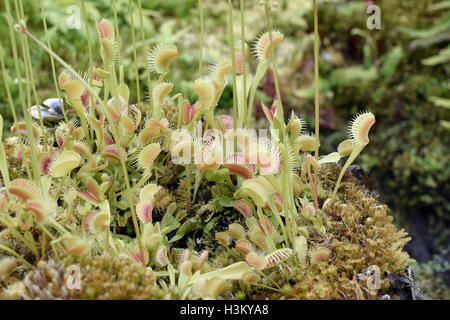 Venusfliegenfalle-Familie: Droseraceae Gattung: Dionaea Stockfoto