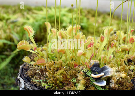 Venusfliegenfalle-Familie: Droseraceae Gattung: Dionaea Stockfoto