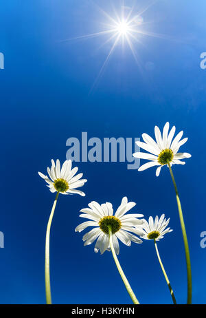 Blick nach oben White Daisy Blumen (Kamille) gegen strahlend blauen, sonnigen Himmel Stockfoto