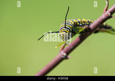 Monarch-Schmetterling Raupe Fütterung auf Garten-Wolfsmilch Stockfoto