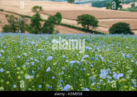 Flachs (auch bekannt als gemeinsame Flachs oder Leinsamen), Linum Usitatissimum wächst in einem Feld in England, UK. Stockfoto